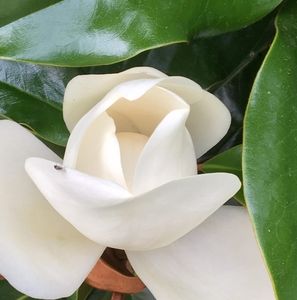 Meet your Posher, Irene